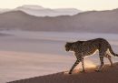 In India saranno reintrodotti i ghepardi