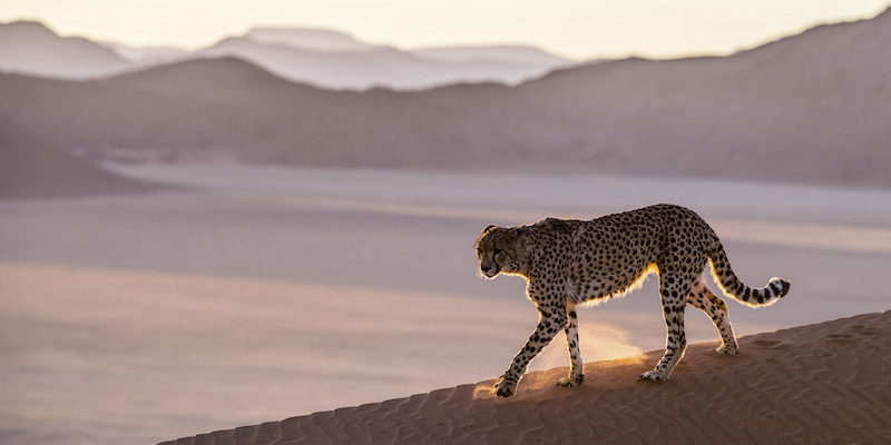 Un ghepardo nel deserto della Namibia (David Yarrow/Tusk via AP Images, La Presse)
