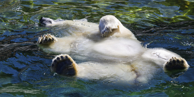 Un orso polare allo zoo di Hannover, Germania
(Julian Stratenschulte/dpa via AP)