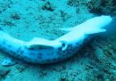 Qualcuno lascia piccoli squali morti nei punti di immersione di Marciana Marina, all'Isola d'Elba