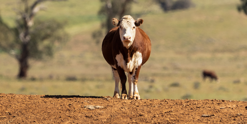 The man who saved Australia from dung