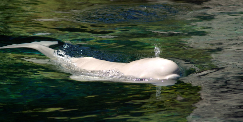 Un beluga appena nato al Vancouver Aquarium Marine Science Centre, Canada, 24 luglio 2002 (Don MacKinnon/Getty Images)