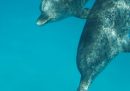 I delfini possono essere amichevoli anche con gli estranei