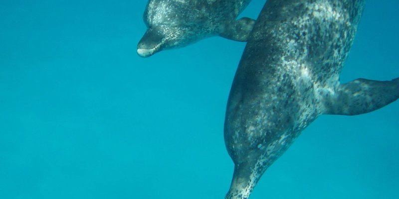 Un'interazione tra due delfini maschi appartenenti a due gruppi diversi, alle Bahamas (Dolphin Communication Project)