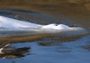 Il beluga avvistato nella Senna nei giorni scorsi è morto durante le operazioni di soccorso