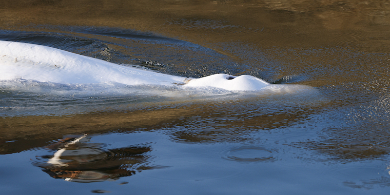 Una foto del beluga avvistato nella Senna. Saint-Pierre-la-Garenne, 9 agosto (Benoit Tessier/ Pool via AP)