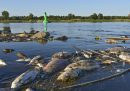La moria di pesci nel fiume Oder, tra Polonia e Germania