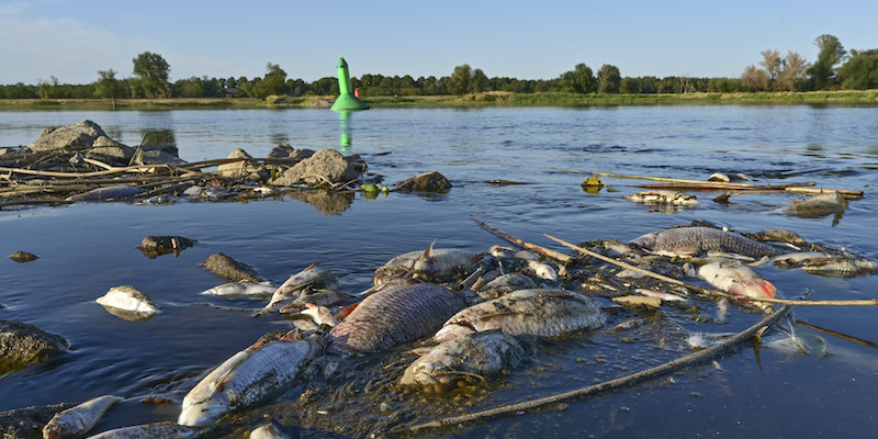 Pesci morti nella città tedesca di Genschmar, al confine con la Polonia, 12 agosto (Patrick Pleul/ dpa via AP)