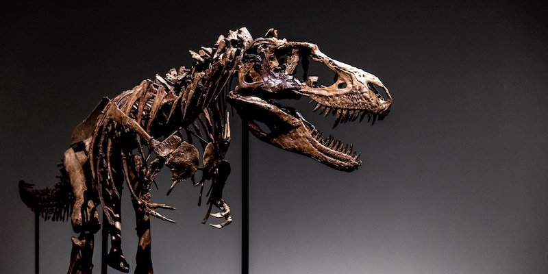 Lo scheletro di un gorgosauro, una specie di dinosauro che visse attorno ai 75 milioni di anni fa nel Nord America (AP Photo/ Julia Nikhinson)