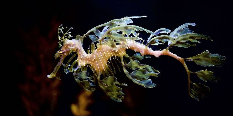 Un dragone foglia nel Birch Aquarium di La Jolla, in California, fotografato dall'utente Pderby (Wikimedia Commons)