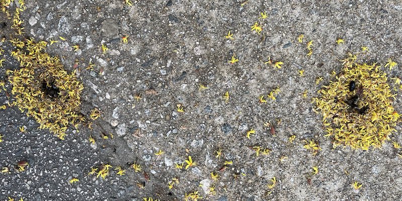 Le formiche non celebrano funerali, ma possono cercare di nascondere il cibo