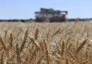 Anche le esportazioni di grano russo stanno diminuendo