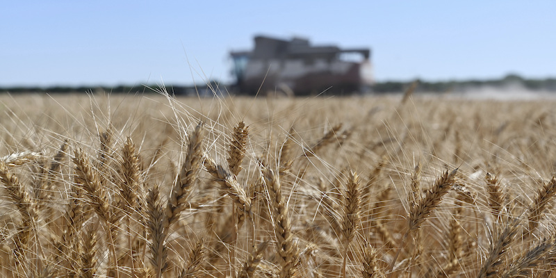 Una raccolta di grano nella Russia meridionale (AP Photo)