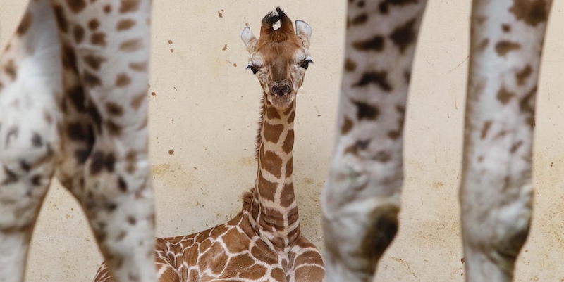 Una giraffa di tredici giorni allo zoo di Opole, Polonia 
(EPA/Krzysztof Swiderski/Ansa)