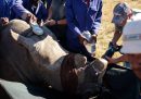 Una delle strategie per proteggere i rinoceronti è tagliargli i corni