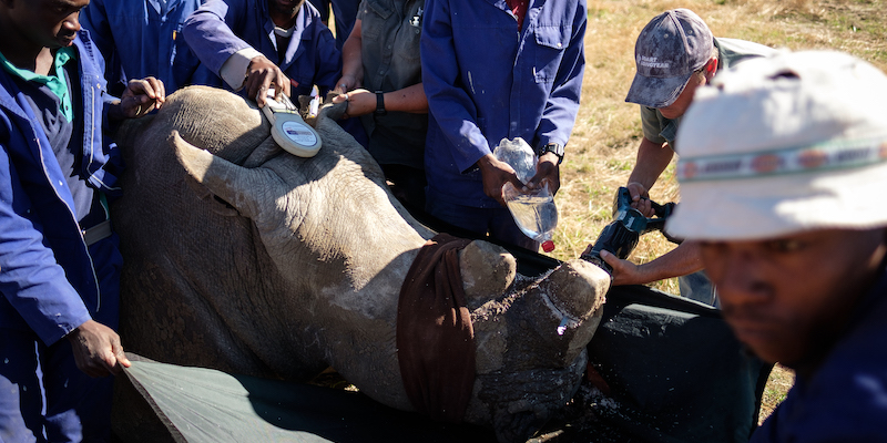Il taglio del corno di un rinoceronte in Sudafrica, il 16 ottobre 2017 (Leon Neal/Getty Images)