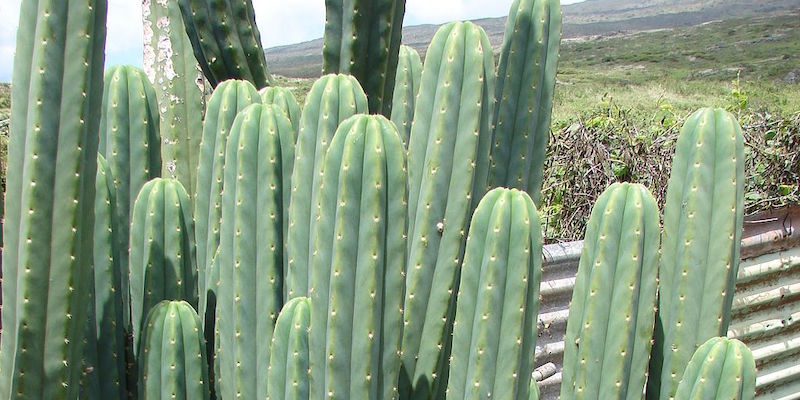 Un cactus di San Pedro (Wikimedia Commons)