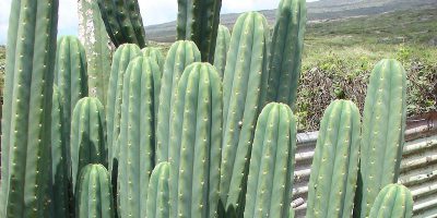 I cactus non sono tutti uguali
