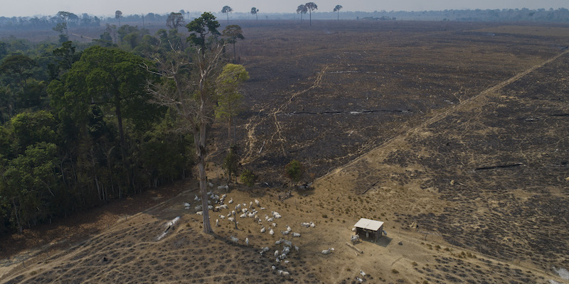 Bovini pascolano su un terreno deforestato vicino a Novo Progresso, nello stato brasiliano del Pará, il 23 agosto 2020 (AP Photo/Andre Penner, File, LaPresse)