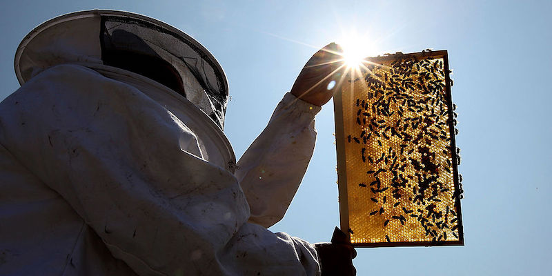 L'apicoltore reale John Chapple al lavoro in una foto del 2009 (Dan Kitwood/ Getty Images)