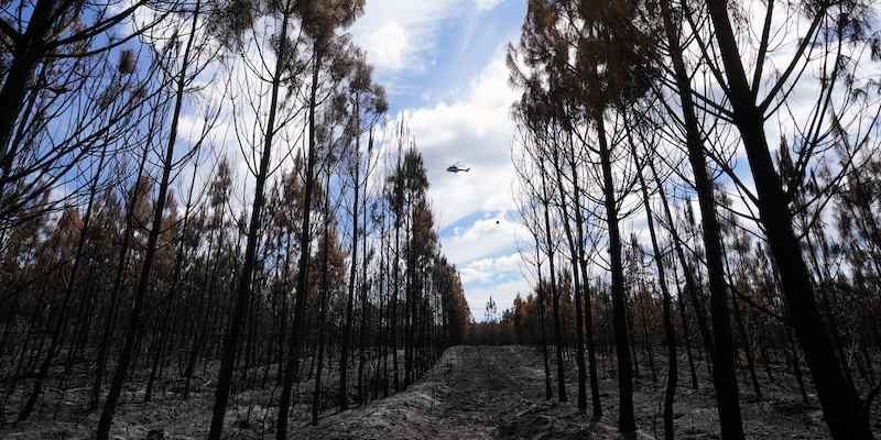 Alberi bruciati a Hostens, a sud di Bordeaux, in Francia, il 23 agosto 2022 (AP Photo/Francois Mori, LaPresse)