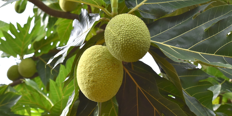 albero del pane