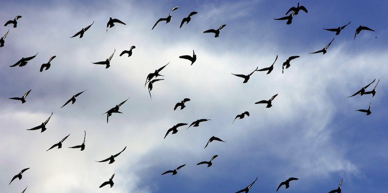 Uno stormo di uccelli (Photo by Scott Barbour/Getty Images)