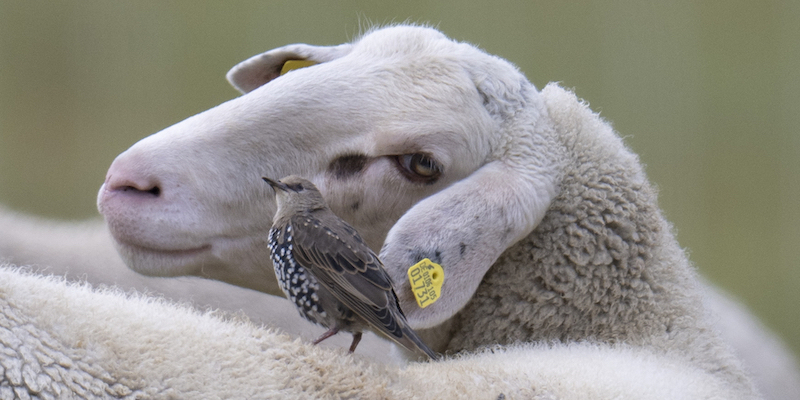 Una pecora e uno storno a Eschbach, Germania
(Boris Roessler/dpa via AP)