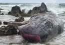In un’isola della Tasmania, in Australia, sono stati trovati morti 14 capodogli che si erano spiaggiati
