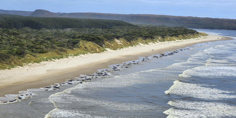 Decine di cetacei spiaggiati sulla costa occidentale della Tasmania, 21 settembre (Department of Natural Resources and Environment Tasmania via AP)