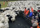 Come si raduna e smista più di mezzo milione di pecore