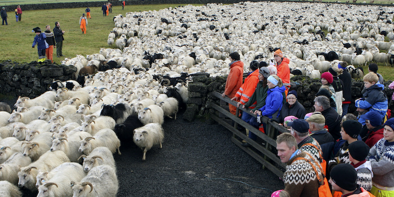 Un momento dello smistamento autunnale delle pecore (AP Photo/Egill Bjarnason)