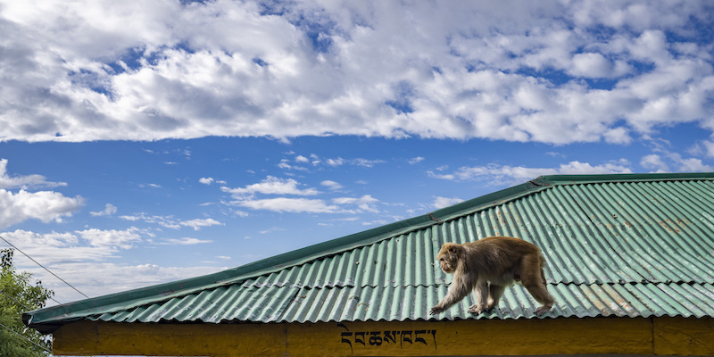 Un macaco su un tetto a Dharamsala, India
(AP Photo/Ashwini Bhatia)