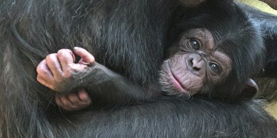 In Congo qualcuno ha rapito tre scimpanzé e poi ha chiesto il riscatto
