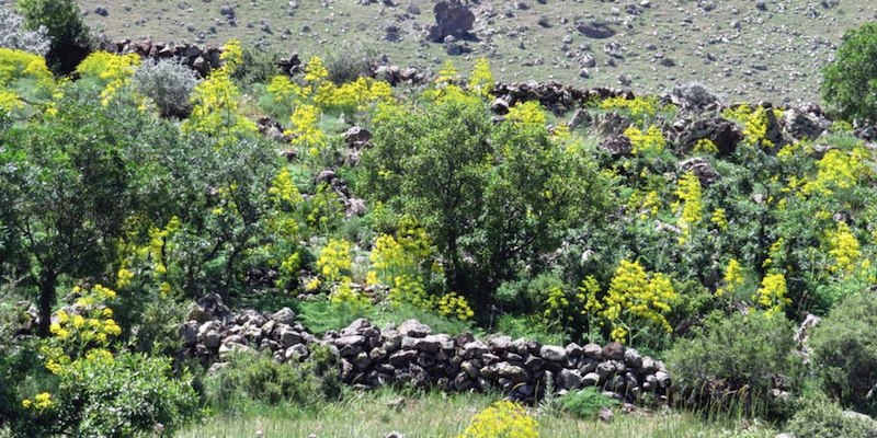 Un terreno recintato in Cappadocia, in Turchia, dove cresce la Ferula drudeana (Mahmut Miski/Plants)