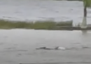 Forse uno squalo ha nuotato in una strada allagata a causa dell’uragano Ian
