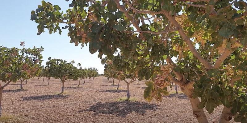 Alberi di pistacchio in Spagna (YouTube)