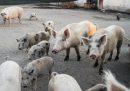 Il TAR del Lazio ha accolto il ricorso contro l'abbattimento degli oltre 100 maiali e cinghiali della “Sfattoria degli Ultimi”