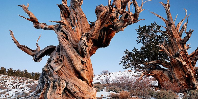 Un pino come quello che si ritiene sia il più antico del mondo (Wikimedia Commons)