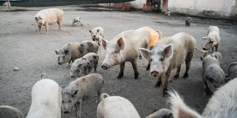 Il TAR del Lazio ha accolto il ricorso contro l'abbattimento degli oltre 100 maiali e cinghiali della “Sfattoria degli Ultimi”