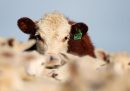 Il governo neozelandese vorrebbe tassare le emissioni delle mucche