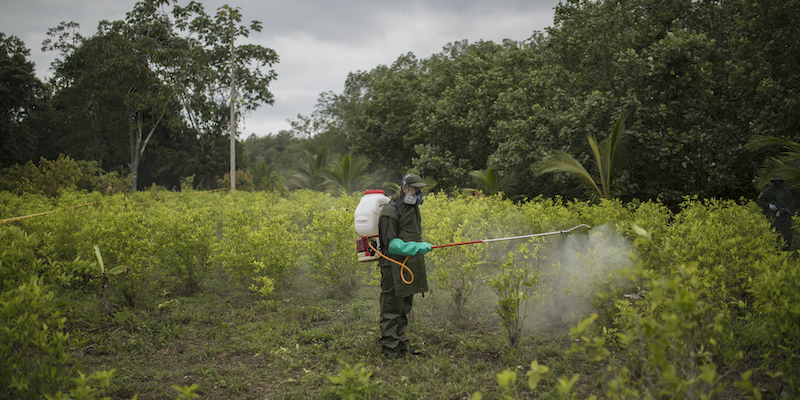 Un agente della polizia antidroga spruzza erbicida su arbusti di coca all'interno di un'operazione di eradicazione manuale a Tumaco, in Colombia (AP Photo/Ivan Valencia)