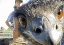 La storia della viralità di un emù e della sua proprietaria