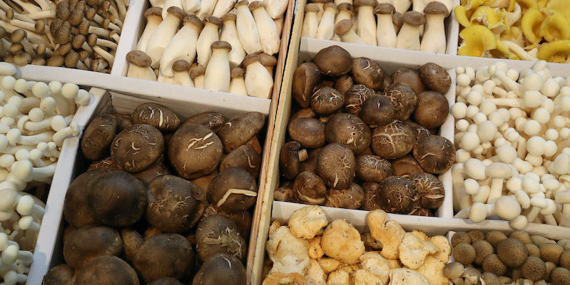 Funghi in vendita in un mercato agricolo in Germania (LaPresse)
