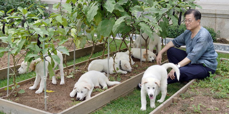 L'allora presidente sudcoreano Moon Jae-in nel giardino della residenza presidenziale con i cuccioli nati da uno dei cani regalatigli da Kim Jong-un. Seul, settembre 2021 (EPA/ Cheong Wa Dae, ANSA)