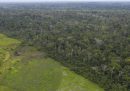 Brasile, Repubblica Democratica del Congo e Indonesia hanno avviato una collaborazione per tutelare le proprie foreste