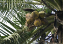 In Thailandia i macachi sono usati per raccogliere noci di cocco
