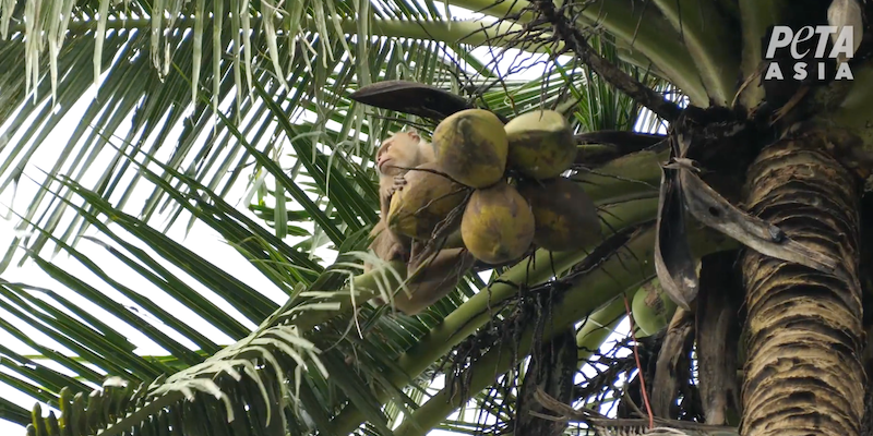 Un macaco usato per raccogliere noci di cocco in Thailandia (PETA Asia)