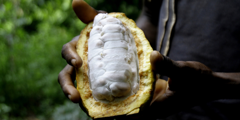 L'interno di un frutto della pianta del cacao mostrato da un agricoltore di Bocanda, in Costa d'Avorio, il 24 ottobre 2022 (AP Photo/ Diomande Bleblonde, LaPresse)