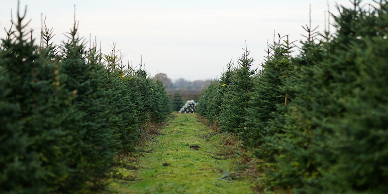 Ci sono brutte prospettive per gli alberi di Natale